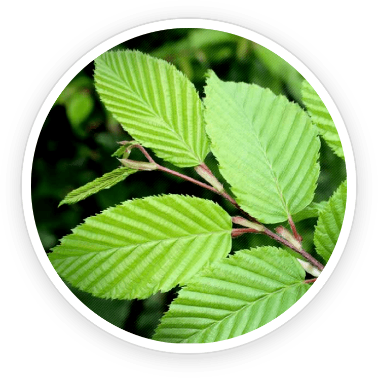 slippery elm bark